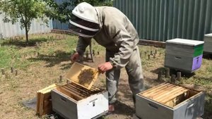 🤝Соединить слабые рои пчёл.