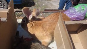 Wonderful beautiful rabbits, unusual pairs of bunnies and rabbits