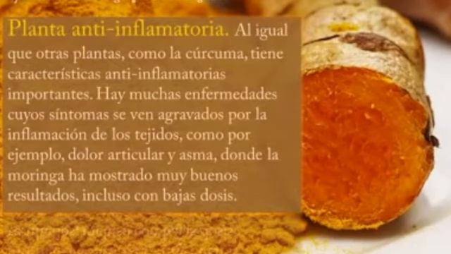 Moringa Oleífera Propiedades