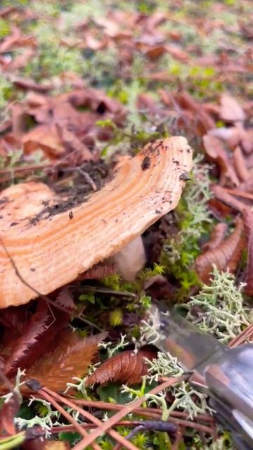 Рыжики в Крыму. Saffron milk cap. Mushrooms. Forest. Crimea. Fungi. Грибы России. Крым. смотреть онлайн