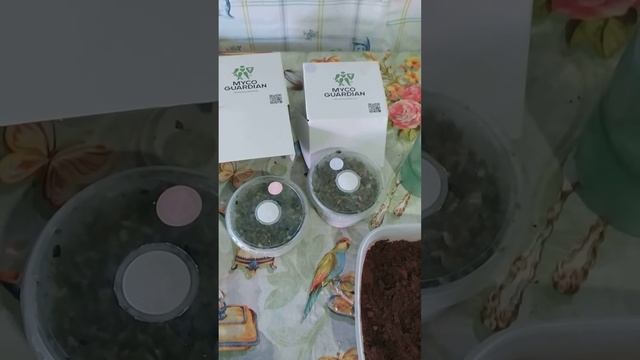 Триходерма , спробую виростити на кавовій гущі смотреть онлайн