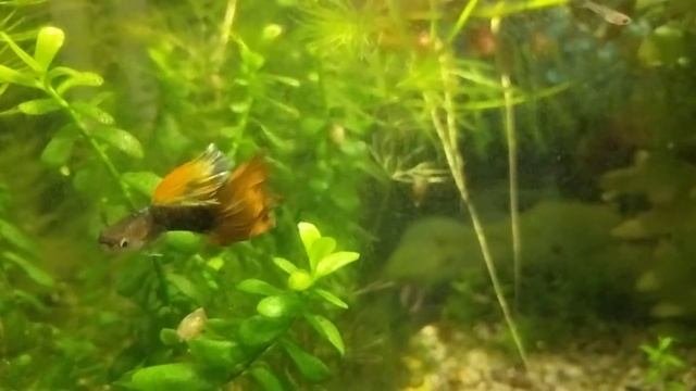 Аквариумные рыбки гуппи