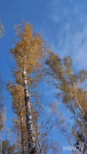 Лес в октябре...грибы...