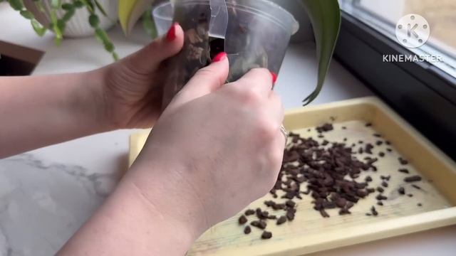 Масленицу проводили , самое время пересадки орхидей 😁💪🏻🤗 #phal #пересадкаорхидеи #orchid смотреть онлайн