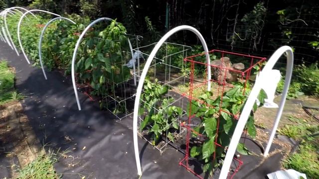 Changing my vegetable garden into a morel mushroom garden смотреть онлайн