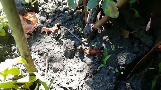 РОЗЫ/ПРОРОСЛИ ЛЕТНИЕ ПРИВИВКИ смотреть онлайн