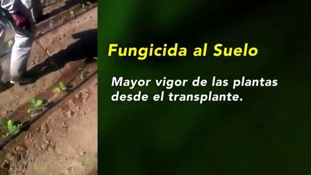 CABRIO TEAM смотреть онлайн