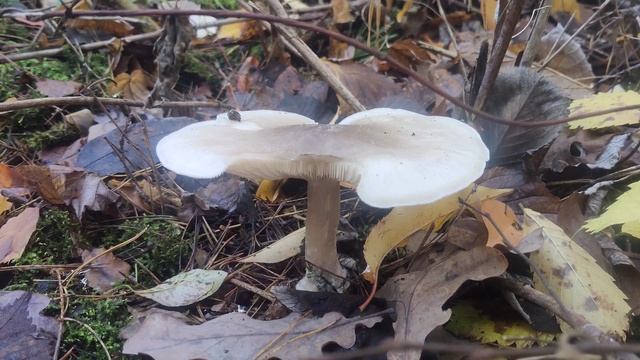 Красивый Яд 🍄 #Гриб в Лесу 🌲 - Бледная #Поганка Toxic #Mushroom 4k Nature Forest Video смотреть онлайн