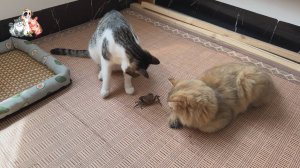 Трем кошкам дали краба🦀🐈😹🐈