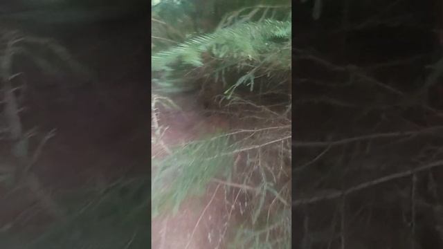 Трипп.Мухомор.Волхв смотреть онлайн