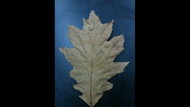 Taphrina caerulescens смотреть онлайн