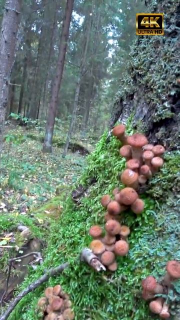 🍄Большой пень с опятами, оставили другим грибникам🍄Полный лес молодых опят🍄Видео осенних опят 4К🍄 смотреть онлайн