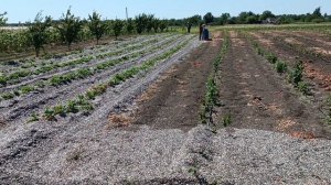 засыпаем шелухой клубнику,удерживает влагу  , сорняков меньше