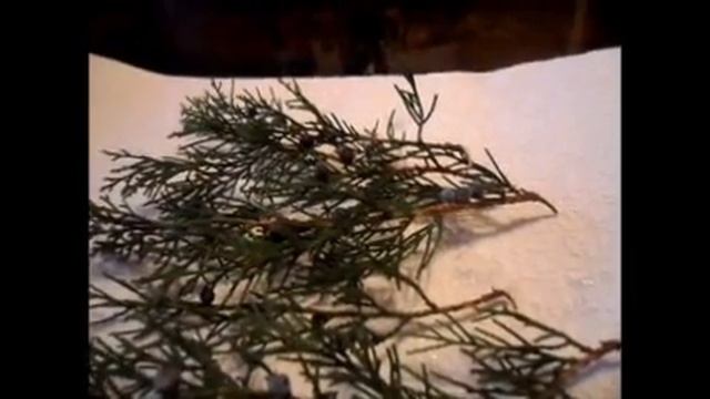 Хвойники.Черенкование хвойных смотреть онлайн