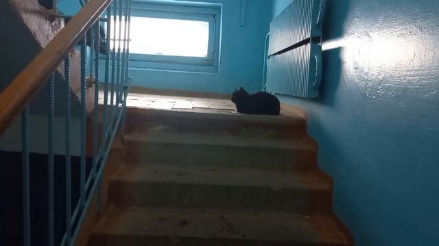 реакция моих собак на кошек