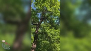 Летние воспоминания: Лесные пейзажи