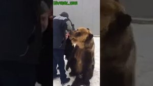 Ручной медведь