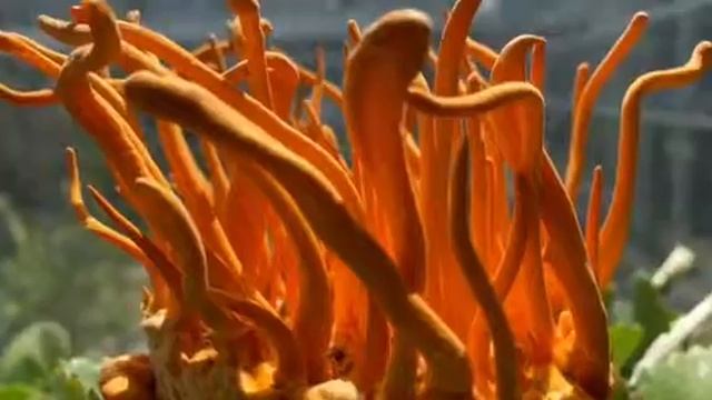Cordyceps farm смотреть онлайн