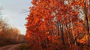 КАКАЯ ЧУДЕСНАЯ ОСЕНЬ