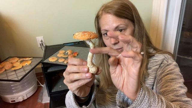 Mushrooms Use Gravitropism смотреть онлайн