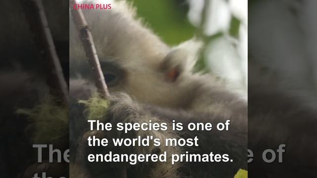 Black snub-nosed monkey eats lichen смотреть онлайн