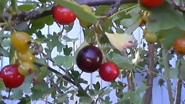 Разнообразие ягод смотреть онлайн