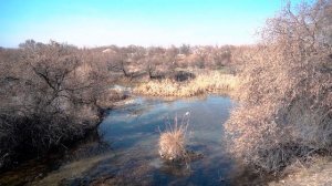 Сәкен Сейфуллин "Сұлу терек".            #сәкен сейфуллин #түркістан #поэзия #жыр #өлең