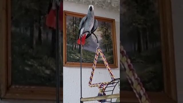 Спою!.. Смешная непоседа. смотреть онлайн