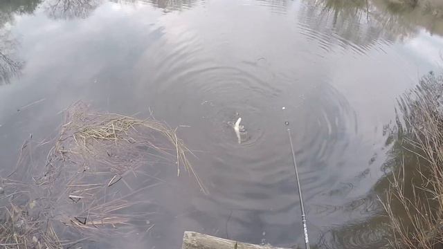 Rapala Jointed Shad Rap 09! смотреть онлайн