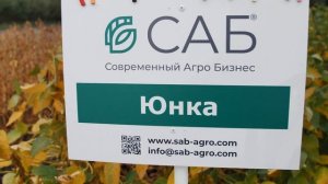 Какой потенциал урожайности у сортов Юнка и Тайга #соя