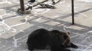 ヒグマ（羆）が遠くから訴えてくる 🐾 のぼりべつクマ牧場