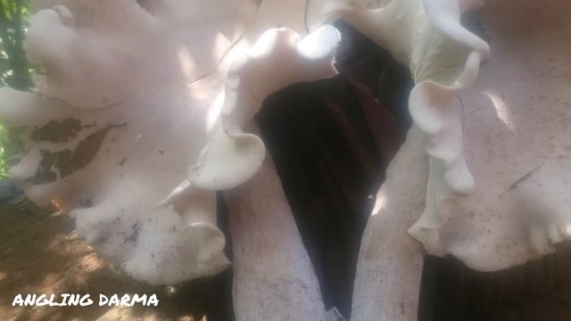 JAMUR RAKSASA|VIRAAL смотреть онлайн