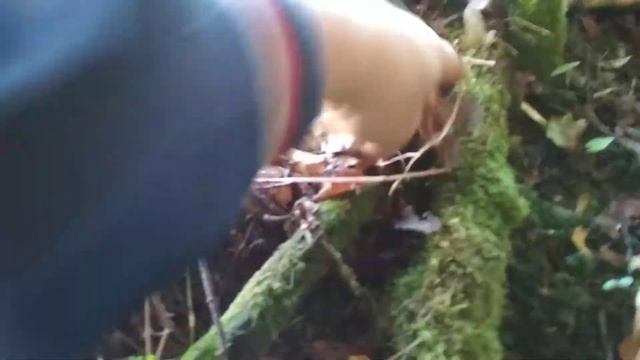 Белые грибы у дороги