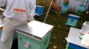 Проверка пчёл в зиму и повторная обработка бипином.