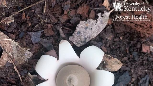 What's That Fungus? - Earth Stars смотреть онлайн