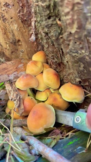 Такой милый🥰 и такой ядовитый ☠️ Ложноопёнок серно-жёлтый Hypholoma fasciculare Strophariaceae. смотреть онлайн