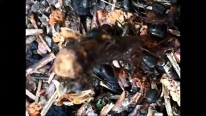 Forest Ants life лесные муравьи
