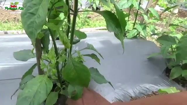 *Luar Biasa Ampuh !! Cara mengatasi hama cabe,Dengan pengaplikasikan pestisita puntung rokok. смотреть онлайн