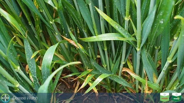 The Effect of Rain on Fungal Disease in Wheat смотреть онлайн