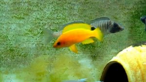 Neolamprologus mustax Mbita Subadult Pair