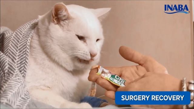 INABA Churu Vet WETERYNARYJNE PRZYSMAKI DLA KOTÓW смотреть онлайн