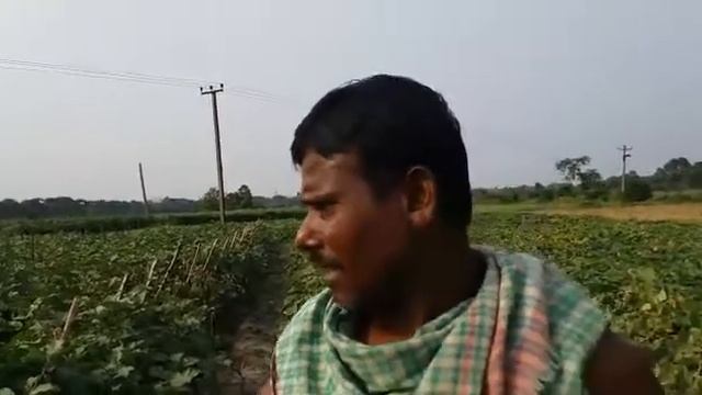 Benefit of Ecolife (Trichoderma) and Ecoman(pseudomonus) on Brinjal смотреть онлайн