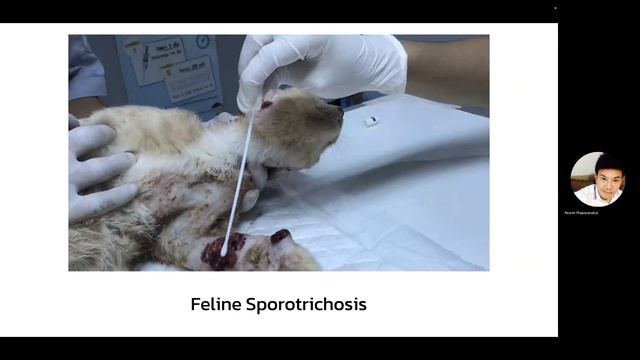 Sporotrichosis смотреть онлайн