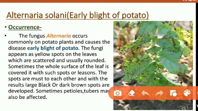 Class-Deuteromycetes||Alternaria solani(Early blight of Potato)||Occurrence, Structure, Reproductio