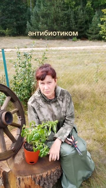 Снижение аппетита и защита иммунитета - в одном растении! смотреть онлайн