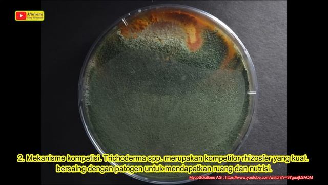 Mikroorganisme Menguntungkan Bagi Tanaman 1. Trichoderma sp. Fungi Pemberantas Fungi смотреть онлайн