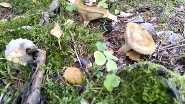 Грибники 2018 смотреть онлайн