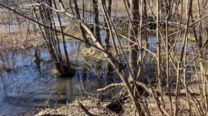 Где нашла триходерму в природе / Дошли до бобровой хатки / Минская область Беларусь