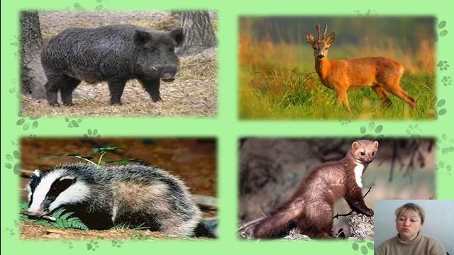 Урок географії 8 клас. Тема. Рослинний і тваринний світ Європи. Вчитель Ольга Семенівна смотреть онлайн