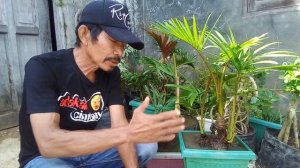 Olah sukses bonsai Rumbia  dengan cara  memperhatikan  kandungan  di POT